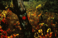 /album/colors/autunno-gif/