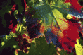 /album/colors/z-gif/